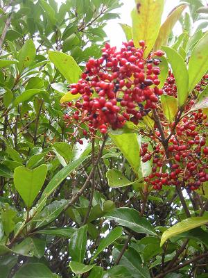 ���󥴥���μ�