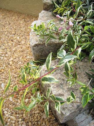 �ԥ󥳥����Ѥߤβ���