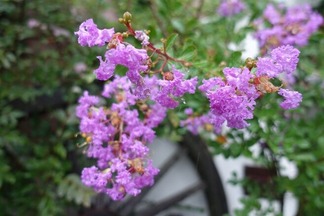 ���륹�٥�