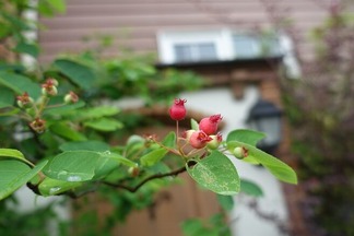 ���塼��٥꡼