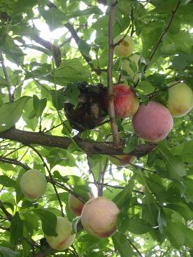 ��������μ¡�����