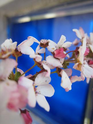 �ֲ֥業��ʥ�