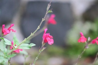 �����꡼������