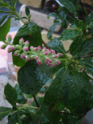 �ԥ󥯥��ѥ�����