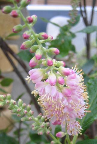 �ԥ󥯿�����