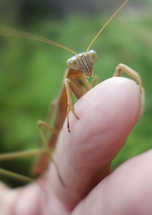 最強悪役 極悪非道のカマキリ ガーデニング工房 風我里 滋賀から発信 最強悪役 極悪非道のカマキリ ガーデニング工房 風我里 滋賀から発信