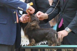 触審査