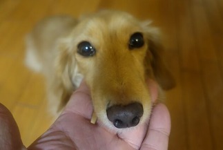 ¥À¥Ã¥¯¥¹¥Õ¥ó¥È