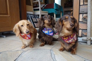 ��̳������