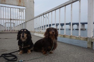 ���ʸ��綶