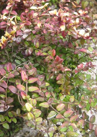 ���˥���Х��å��󥹥������