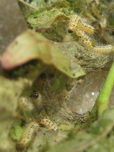 うわっ 毛虫の大群がっ ガーデニング工房 風我里 滋賀から発信