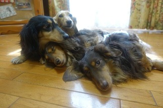 ダックスフント