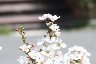 ¥æ¥¥ä¥Ê¥®ÀÖ²Ö