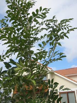 ���ޥȥͥꥳ�γ�Ω��