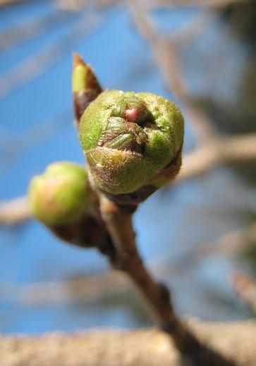 ���ᥤ�襷�Τ�鲤�