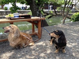 ÁÒÉßÈþ´ÑÃ϶è