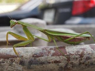 ���ޥ���