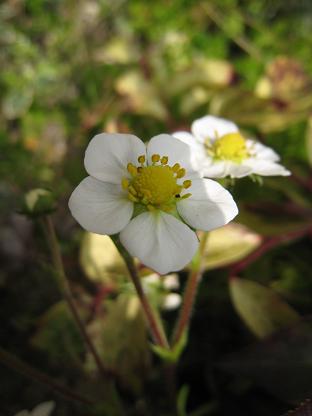 �磻��ɥ��ȥ��٥꡼