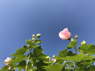 �ե襦