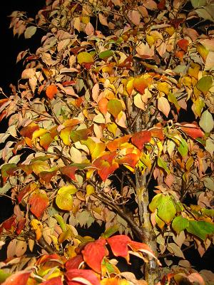 ��ޥܥ����ߥ륭��������