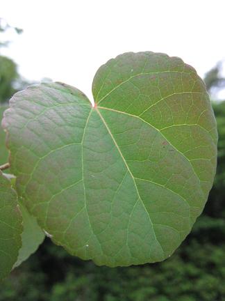 �ϡ��ȷ��Υ��ĥ����