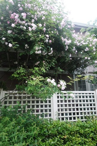 薔薇の花咲くパーゴラ