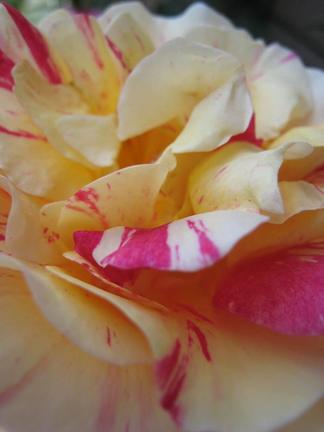 �⡼�ꥹ����ȥ���β֤Ӥ�