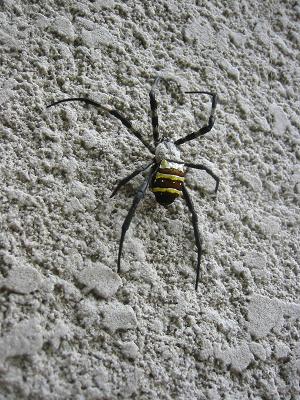 タランチュラ・・毒蜘蛛！ : ガーデニング工房「風我里」滋賀から発信！