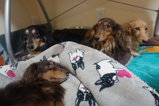 ¥À¥Ã¥¯¥¹¥Õ¥ó¥È