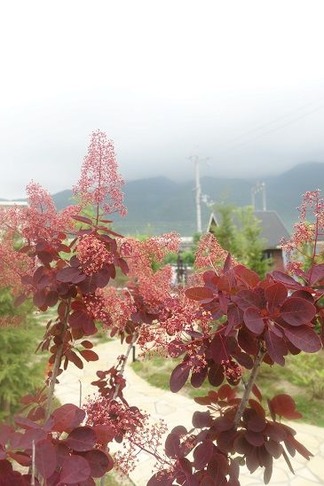 ���⡼���ĥ꡼