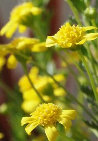 ��ꥪ�ץ���������ǥ󥯥�å���