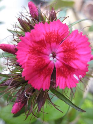 �ʥǥ���������