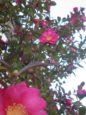 ����֡���������