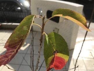 ���塼��٥꡼