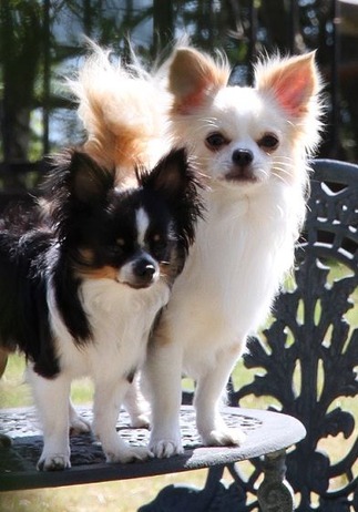 �ơ��֥�˥������