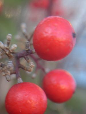 �ʥ�ƥ���֤���