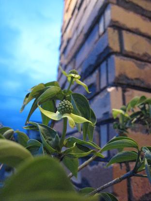 ���Х�ޥܥ����β�