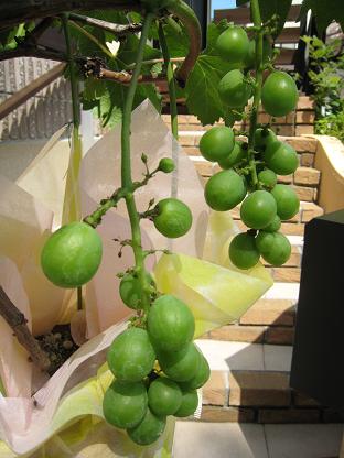 ȭ�����ε�ˤ