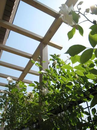 �ѡ����������