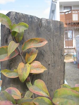 �ȥ��ͥ��ߥ���ȥꥫ�顼