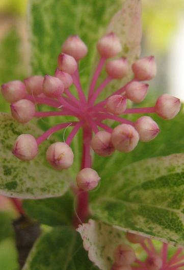 �����ꥳ�ǥޥ�