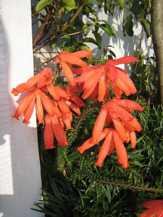 ���ꥫ���ե����䡼�ҡ���