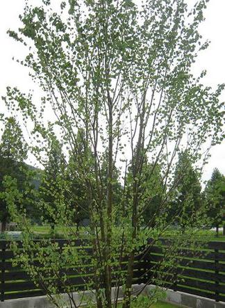 ���ĥ����