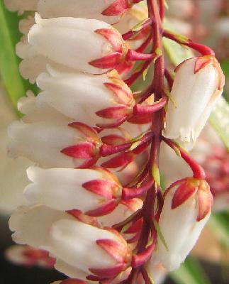 ��奦���奦�����Ӥβ�