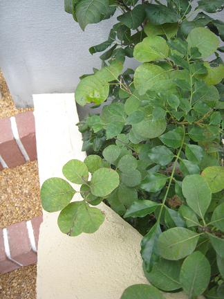 ���⡼���ĥ꡼