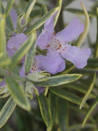 �������ȥ�󥮥�