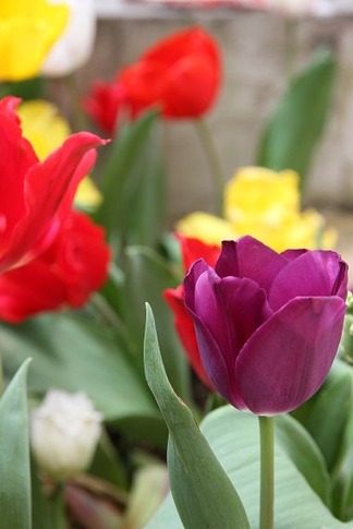 ���塼��åפβ�