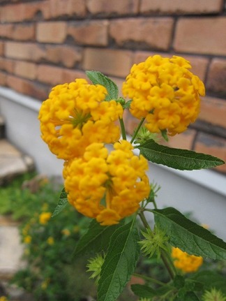 ���ХΥ�󥿥�