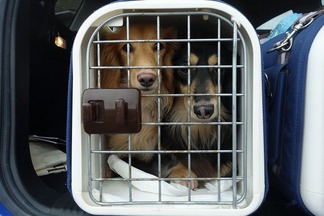 ���å����ե��